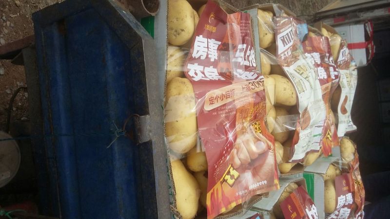 山东大棚土豆大量供应，荷兰十五，欢迎致电合作