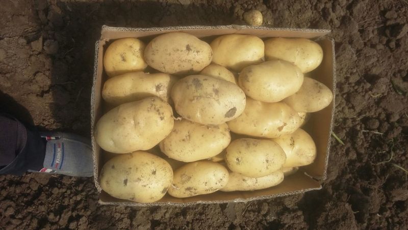 山东大棚土豆大量供应，荷兰十五，欢迎致电合作