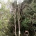 黄连木30~50cm