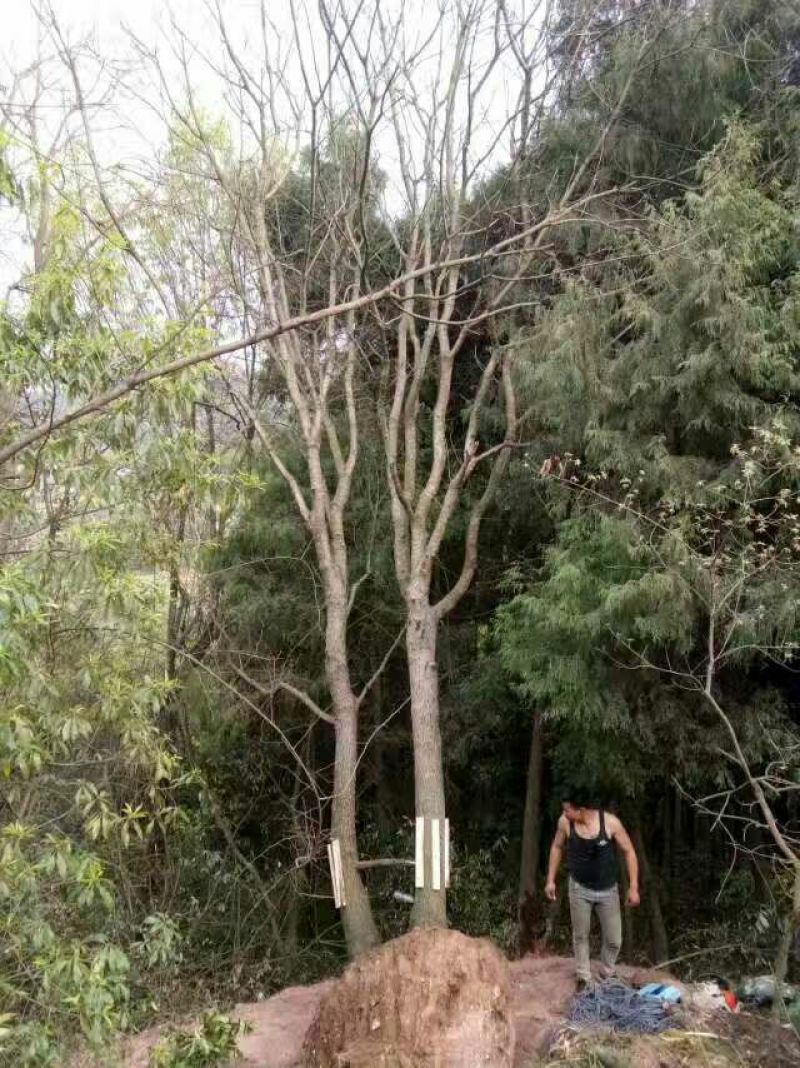 黄连木30~50cm