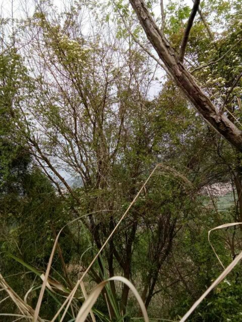 黄连木30~50cm