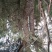 黄连木30~50cm
