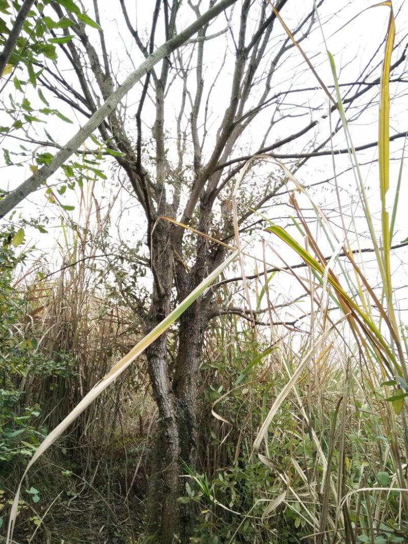 黄连木30~50cm