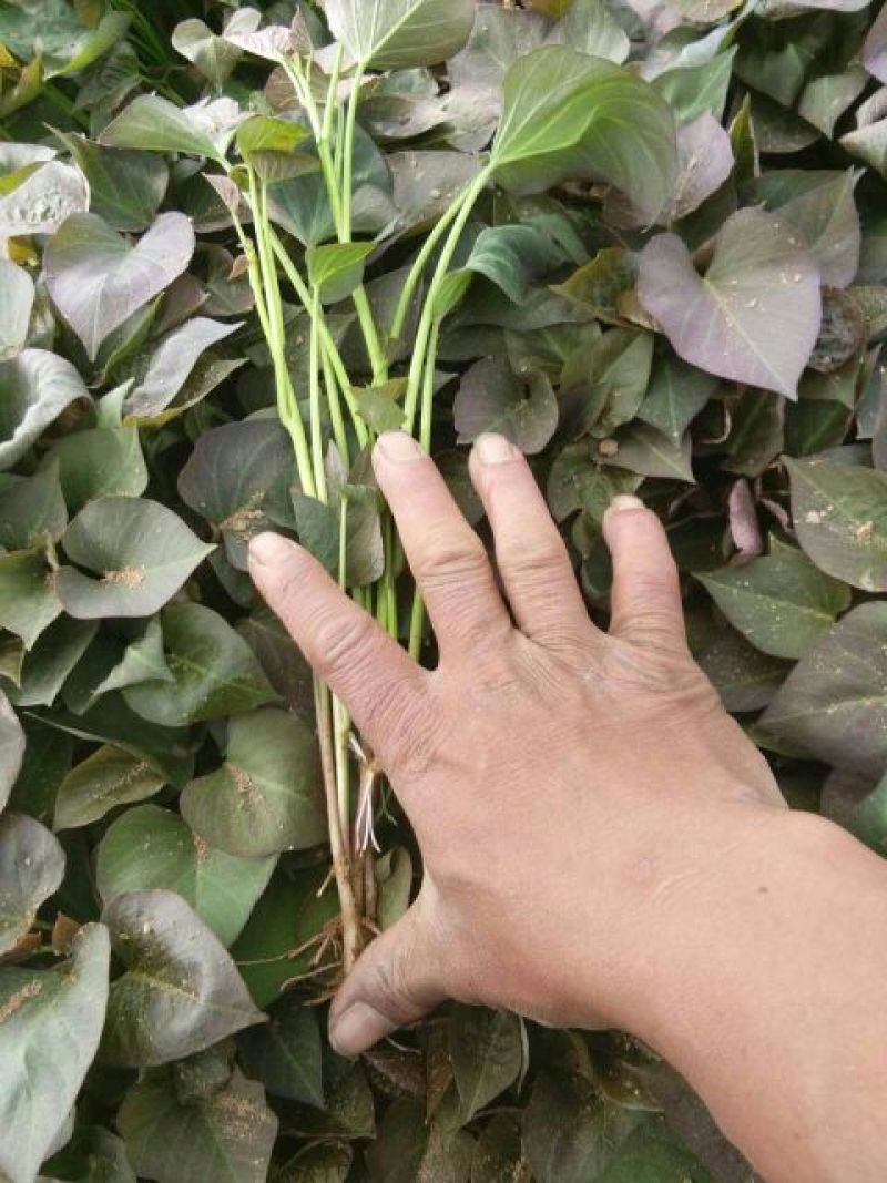红薯苗15~25cm