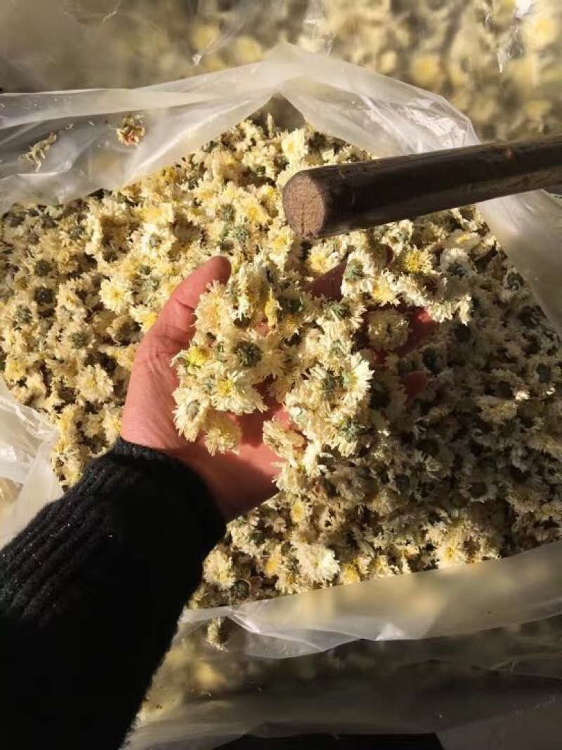 菊花茶