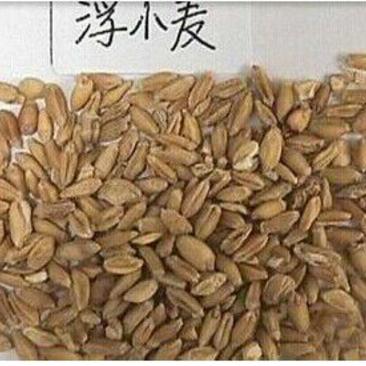 浮小麦安徽1公斤起批无硫无添加不包邮正品