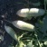青萝卜1.5~2斤起