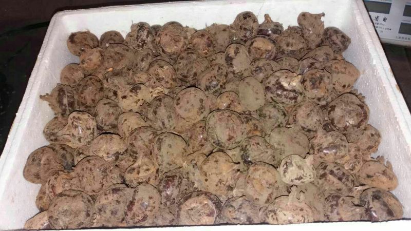 荸荠大号亮货，质优价廉。