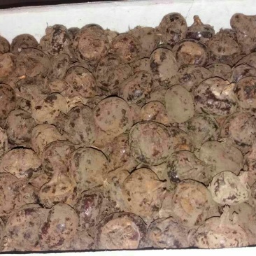 荸荠大号亮货，质优价廉。