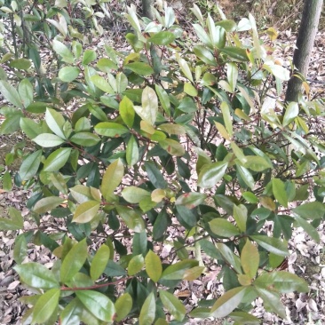 湖南高杆红叶石楠2~4cm4~6cm2.5~3米