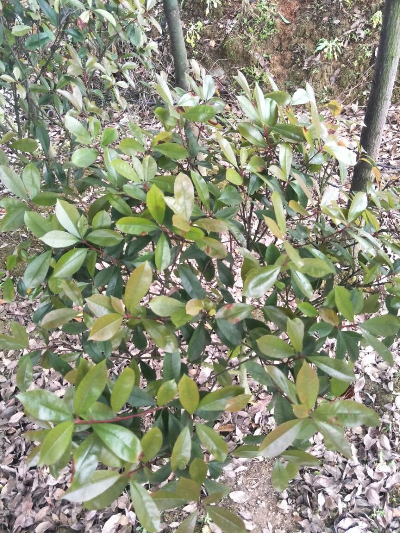 湖南高杆红叶石楠2~4cm4~6cm2.5~3米
