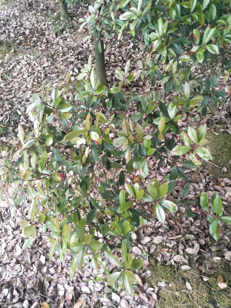 湖南高杆红叶石楠2~4cm4~6cm2.5~3米