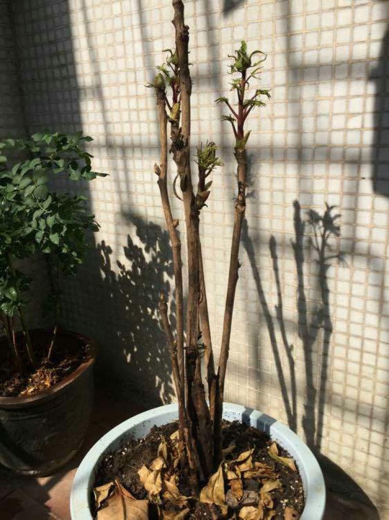 牡丹2~4cm4cm以下0.5~1米
