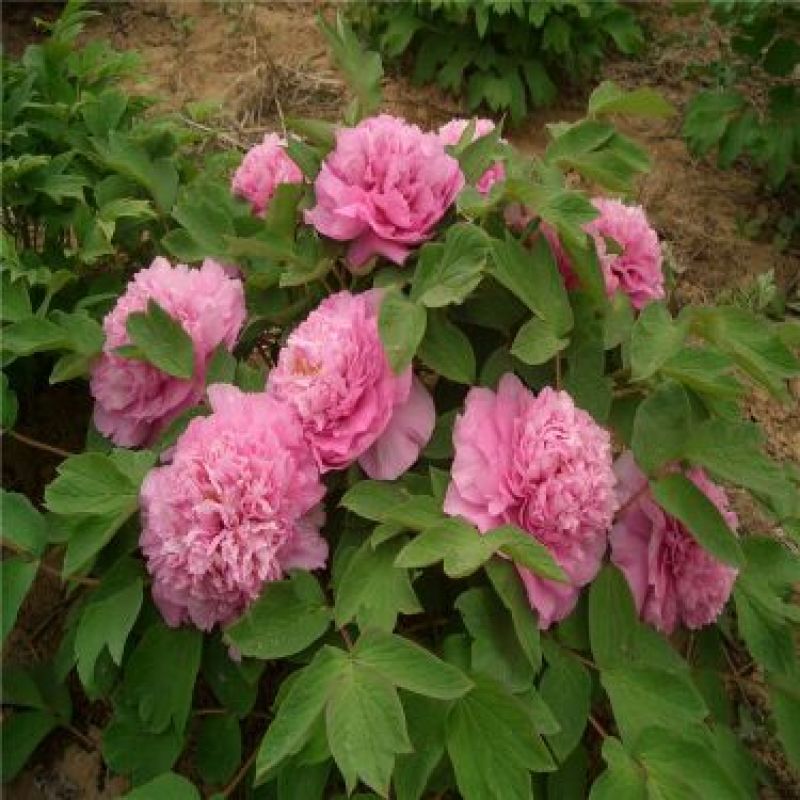 牡丹2~4cm4cm以下0.5~1米