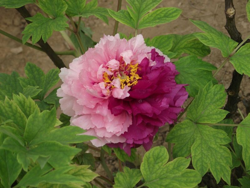 牡丹2~4cm4cm以下0.5~1米