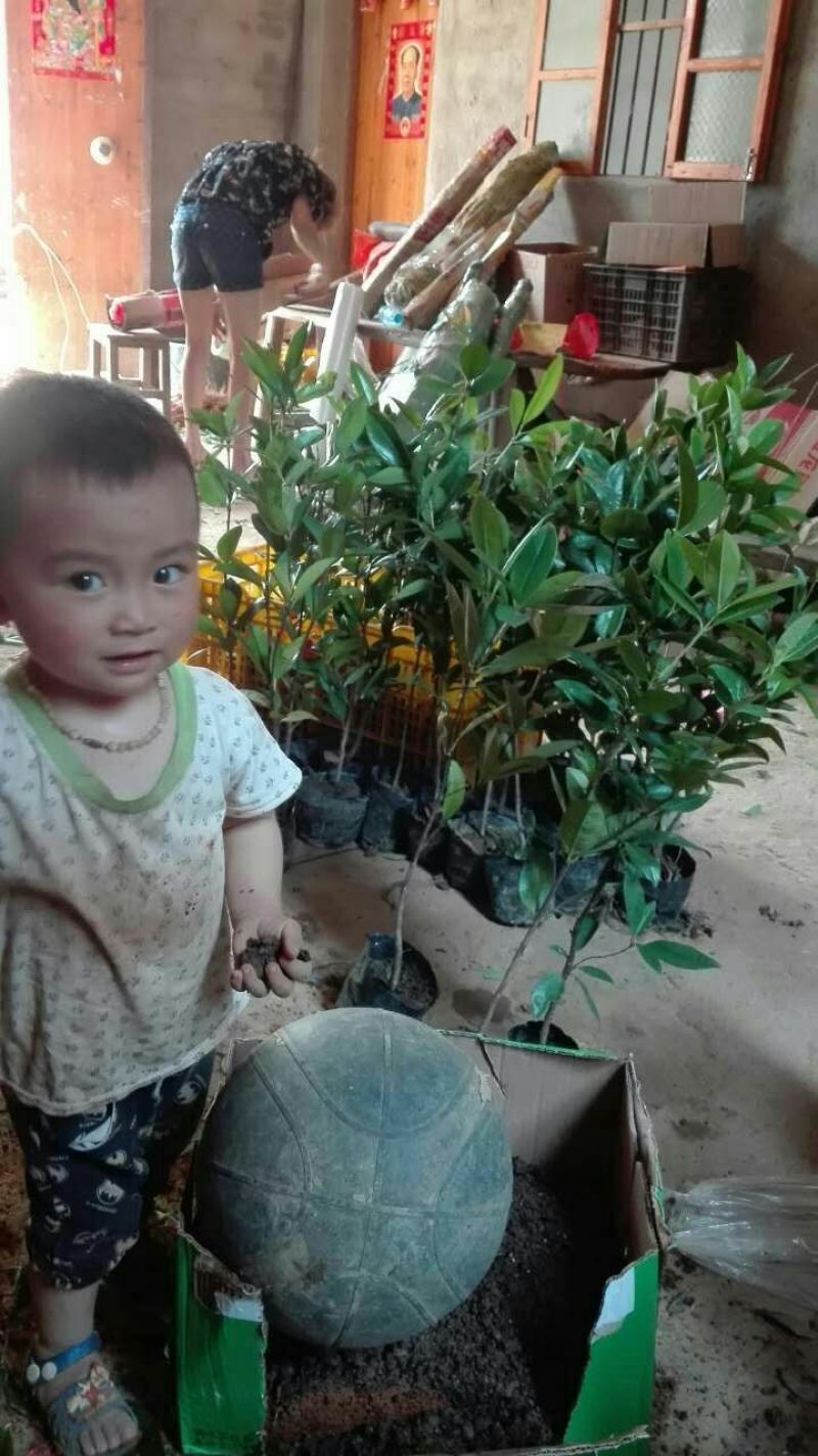 精品巴西樱桃树苗，2年50~80cm，规格齐全全国供应