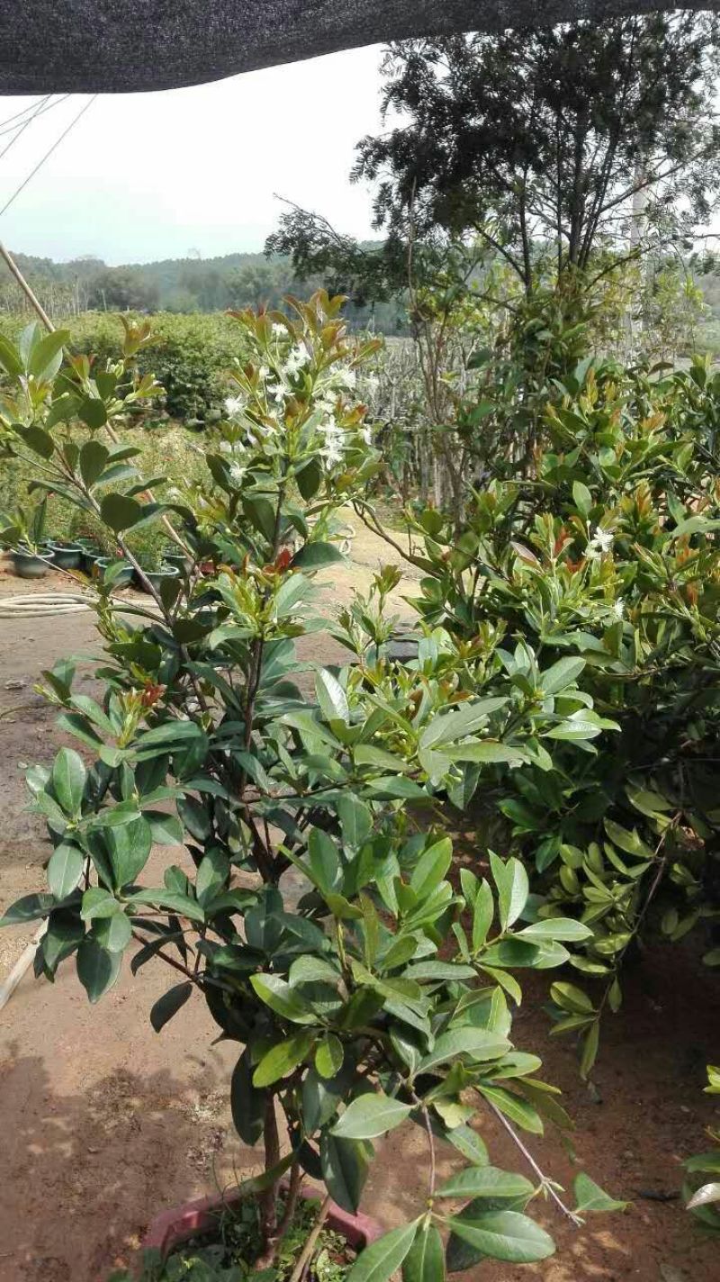 精品巴西樱桃树苗，2年50~80cm，规格齐全全国供应