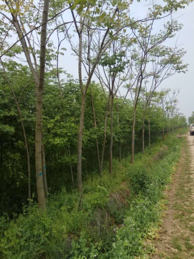 秋花栾树