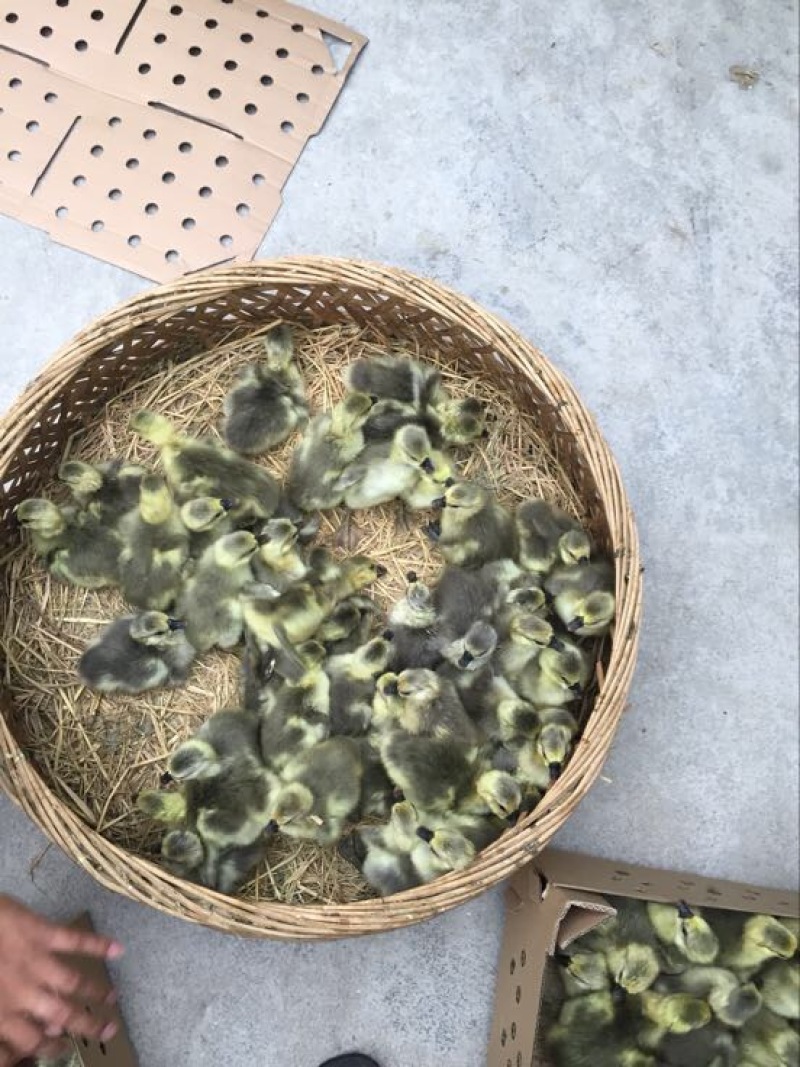 狮头鹅苗