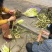 春笋30cm以上