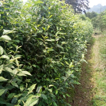 梨树苗50~80cm1cm以下