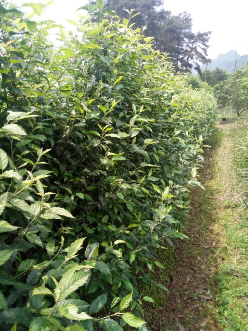 梨树苗50~80cm1cm以下