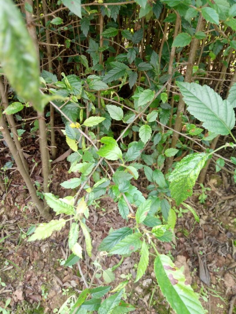 梨树苗50~80cm1cm以下