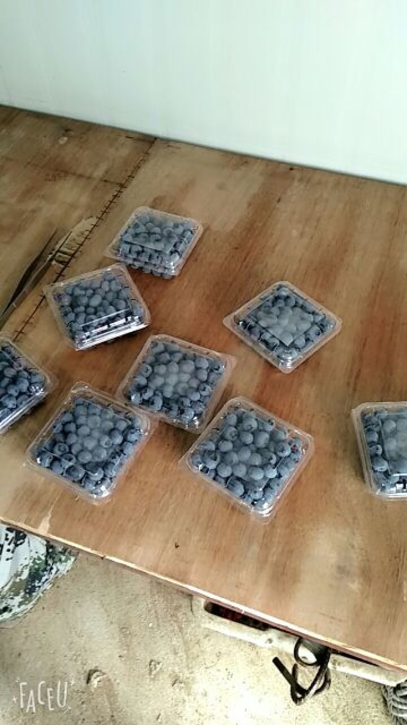 北陆蓝莓鲜果8~10mm以上