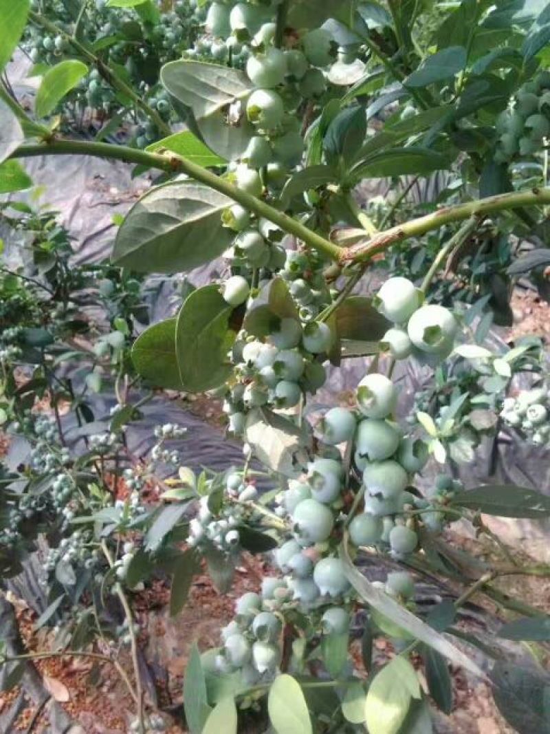 北陆蓝莓鲜果8~10mm以上
