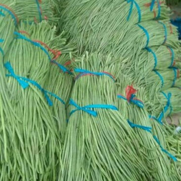 长豆角70厘米以上品质高条又细，有需要的老板联系我
