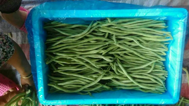 长豆角70厘米以上品质高条又细，有需要的老板联系我