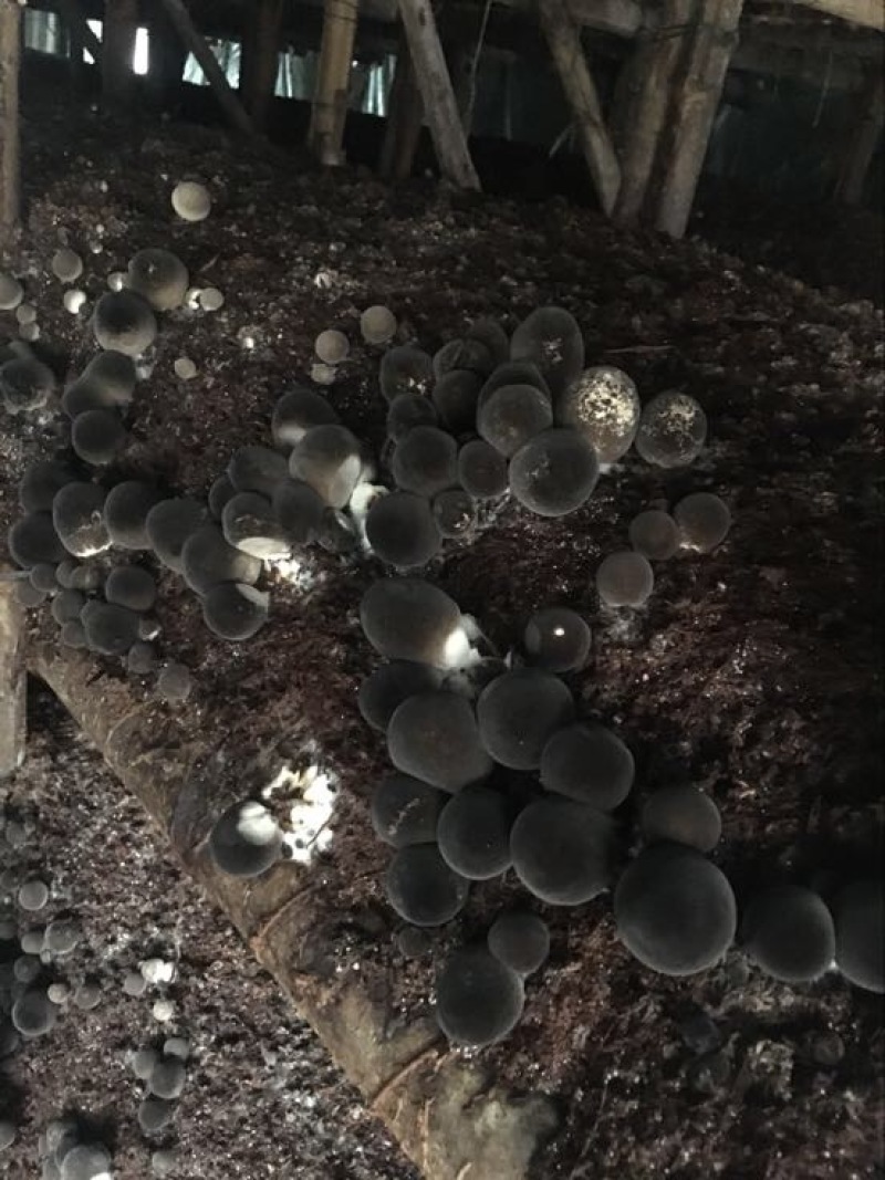 草菇