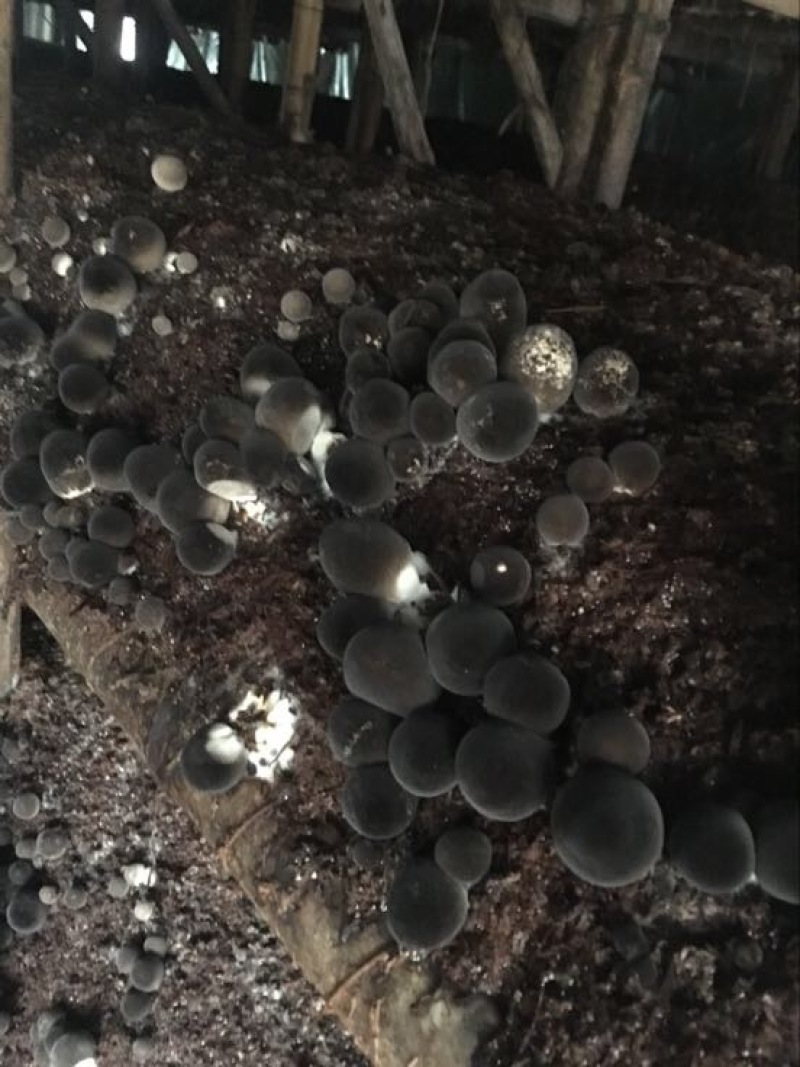草菇