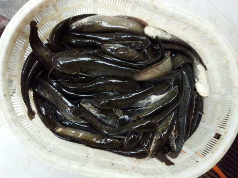 土鲶鱼食用