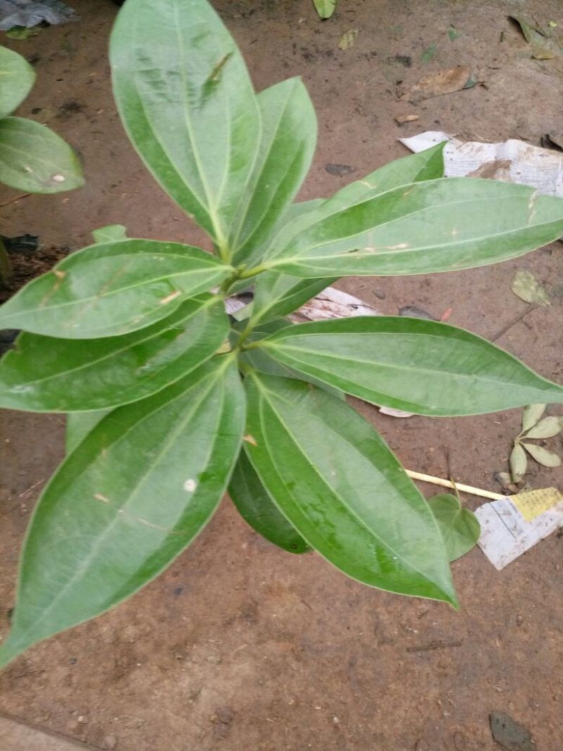 平安树30~50cm