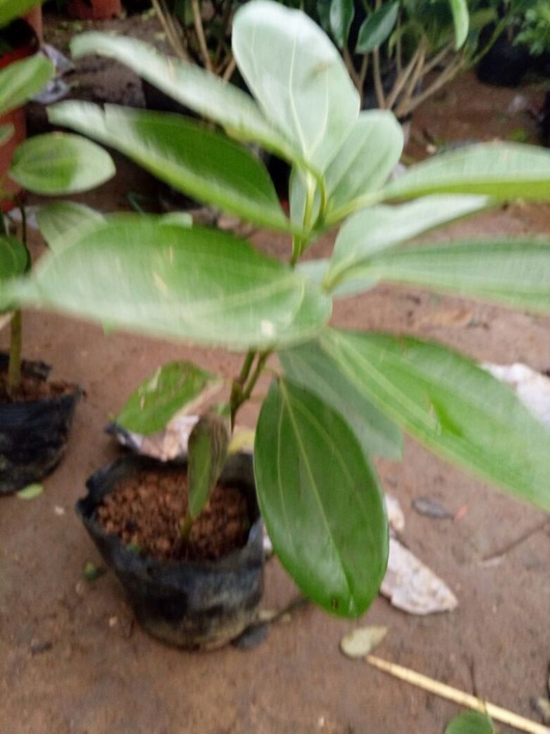 平安树30~50cm