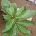 平安树30~50cm