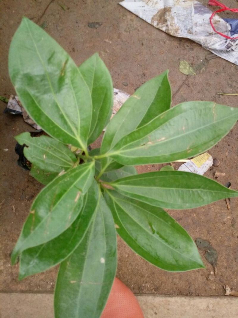 平安树30~50cm