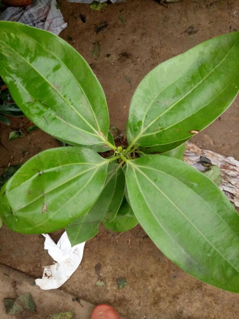 平安树30~50cm