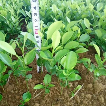 四川红橘苗红桔苗嫁接苗粘木苗芽苗批发零售