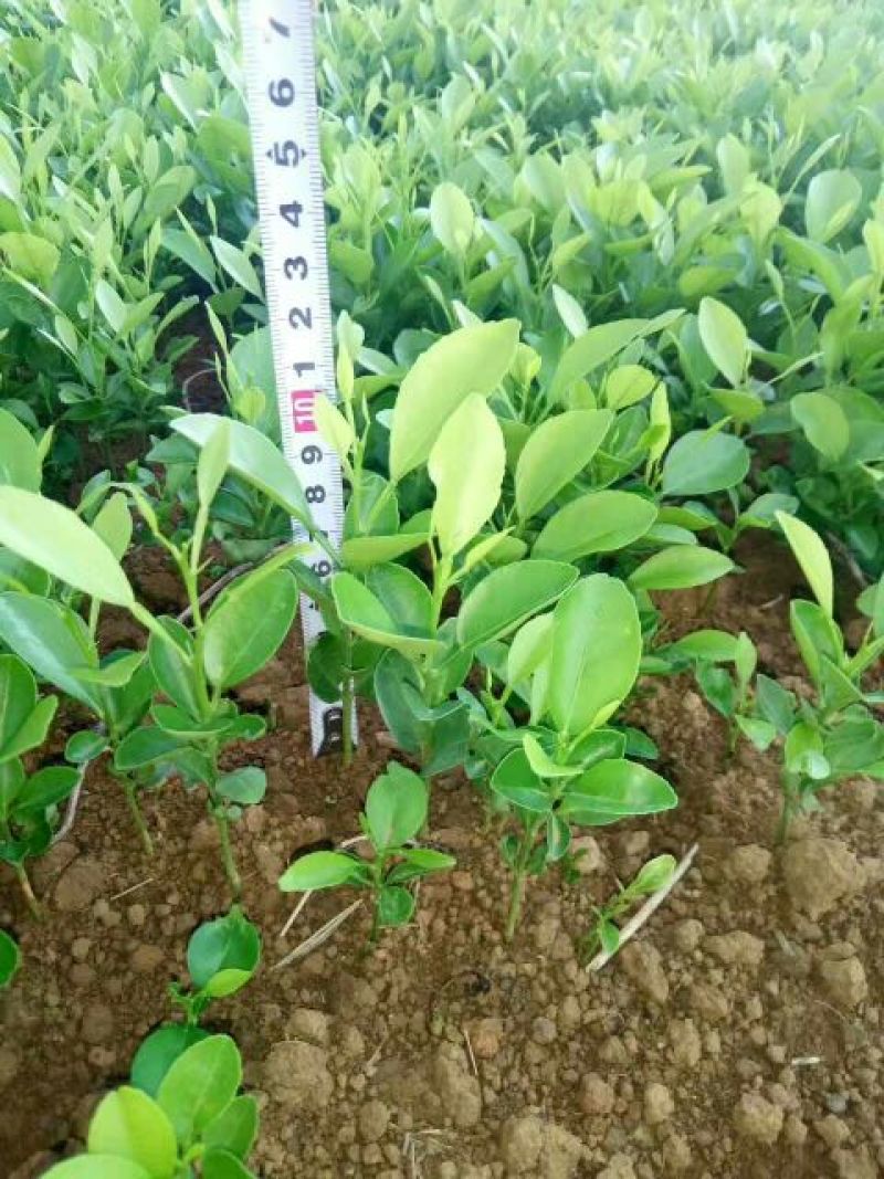 四川红橘苗红桔苗嫁接苗粘木苗芽苗批发零售