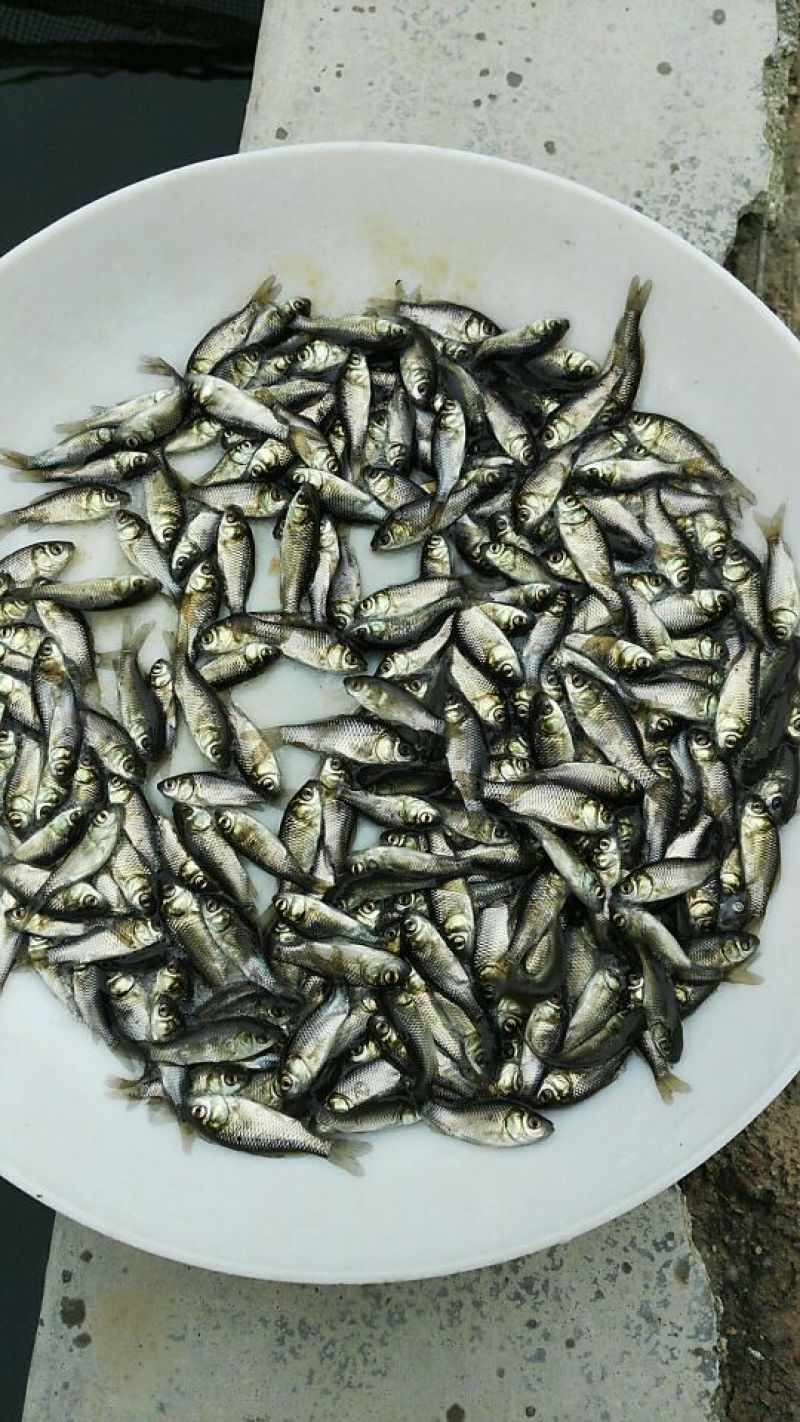 鲫鱼苗银鲫鱼苗，大白鲫鱼苗各种淡水鱼苗批发