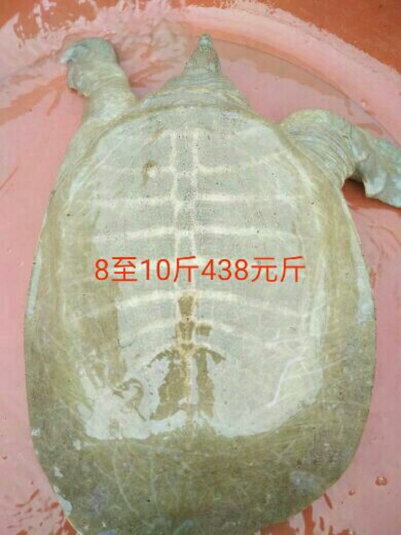 生态甲鱼2.5~3斤