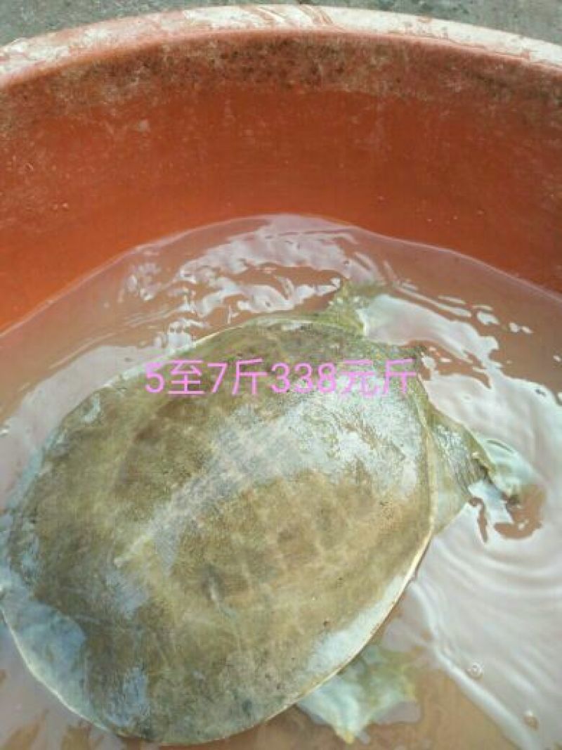 生态甲鱼2.5~3斤