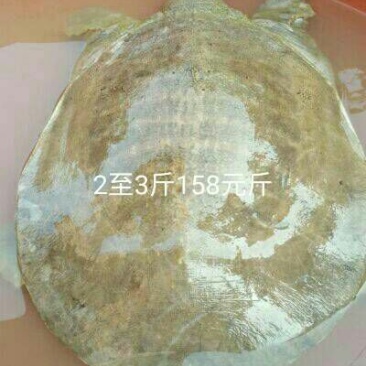 生态甲鱼2.5~3斤