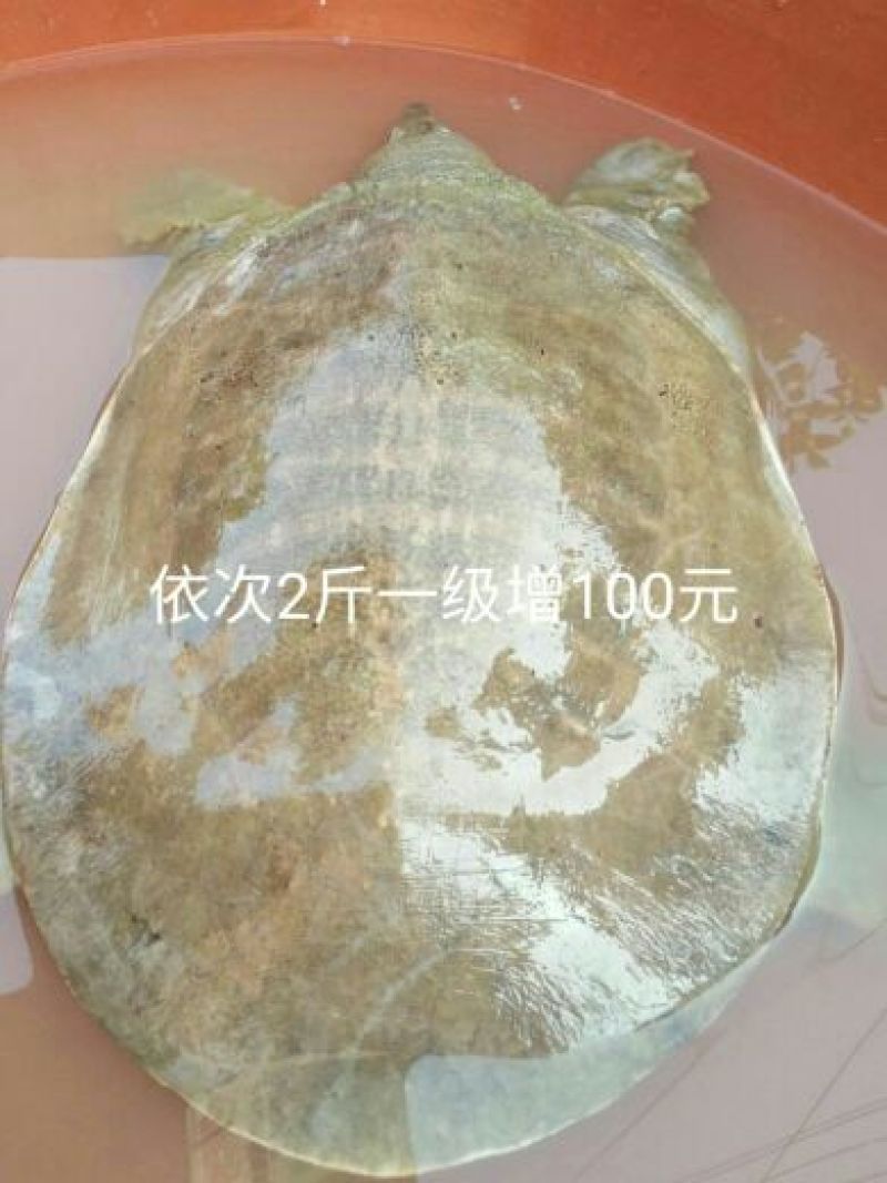 生态甲鱼2.5~3斤