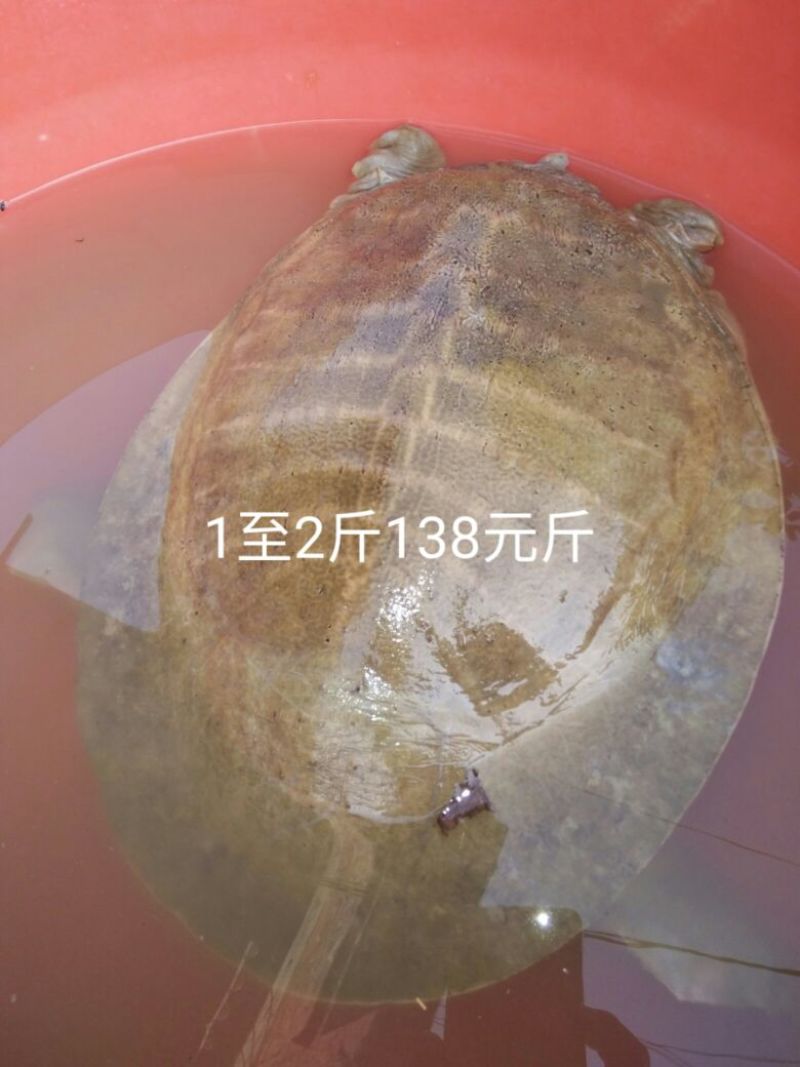 生态甲鱼2.5~3斤