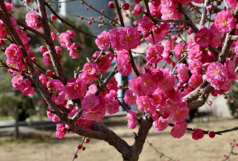 榆叶梅树苗10~20cm