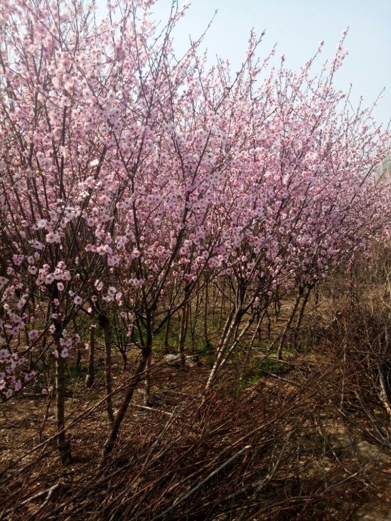 榆叶梅树苗10~20cm