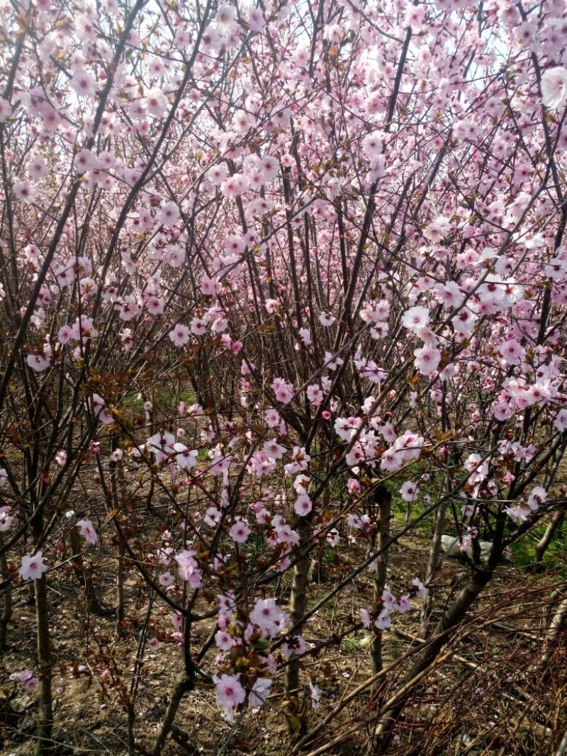 榆叶梅树苗10~20cm